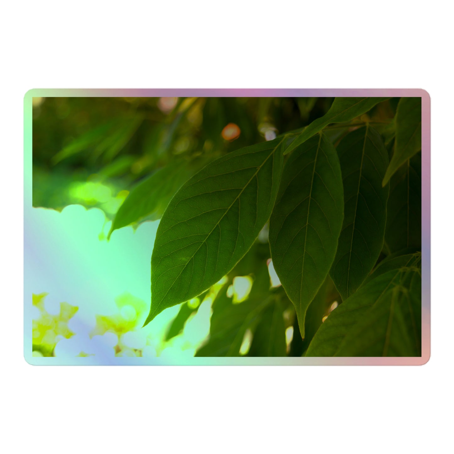 A large rectangular holographic sticker with an image of backlit green leaves with a blurred green and yellow background.