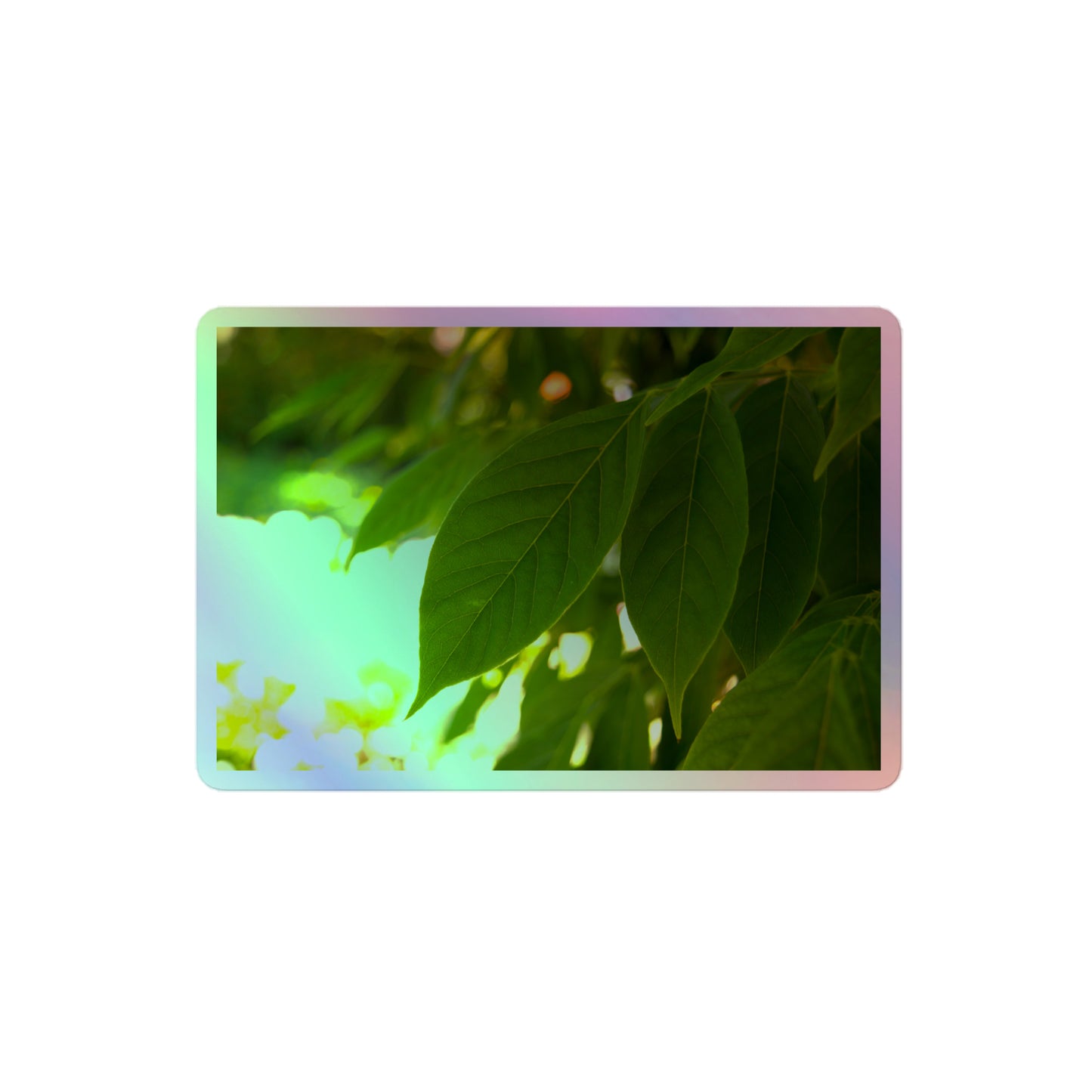 A medium rectangular holographic sticker with an image of backlit green leaves with a blurred green and yellow background.