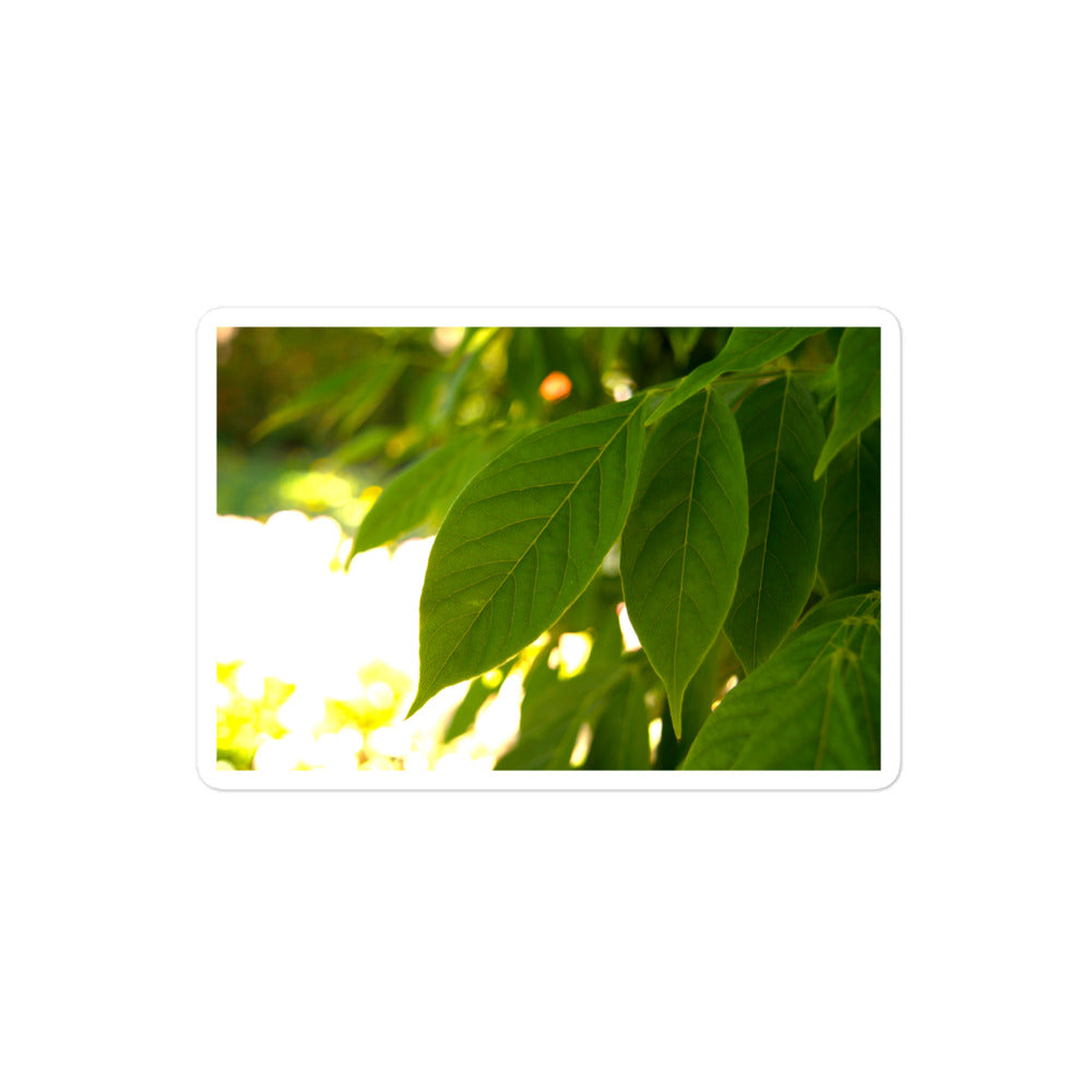A medium rectangular vinyl sticker with an image of backlit green leaves.