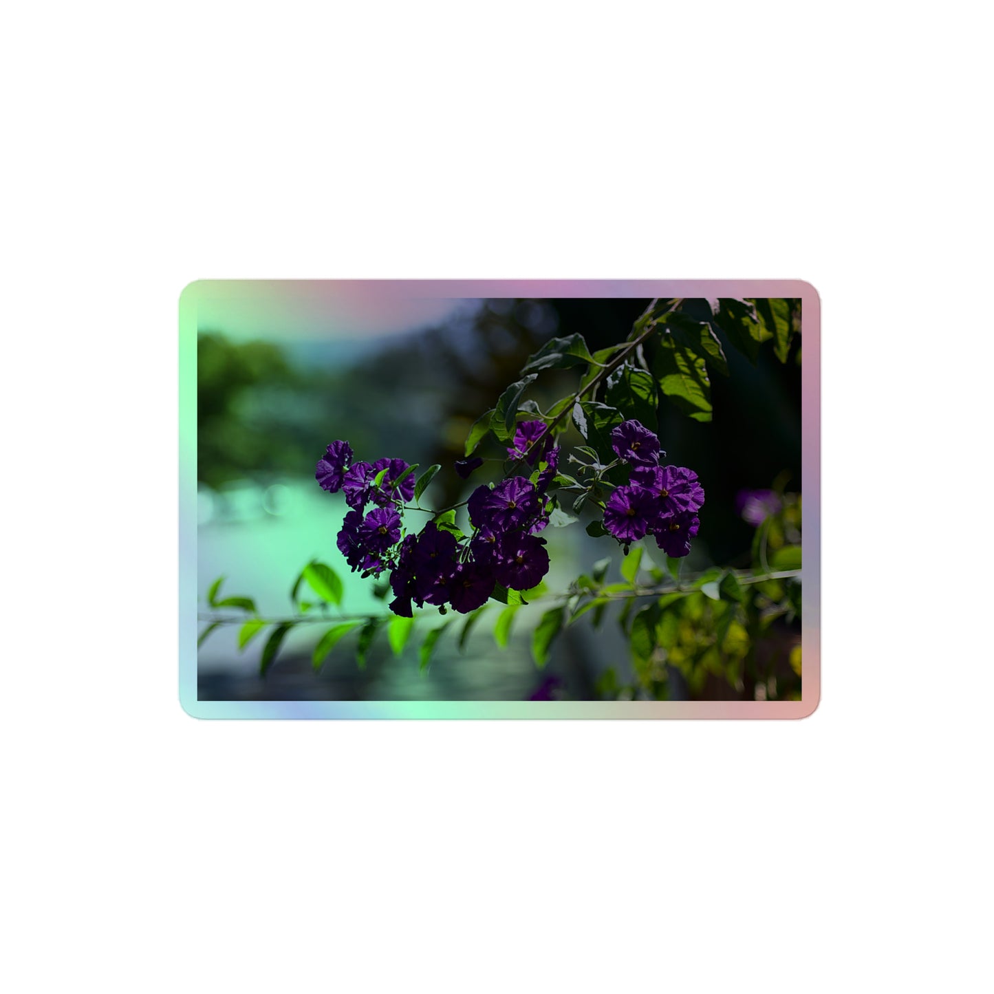 A medium rectangular holographic sticker with an image of purple flowers on a tree branch.