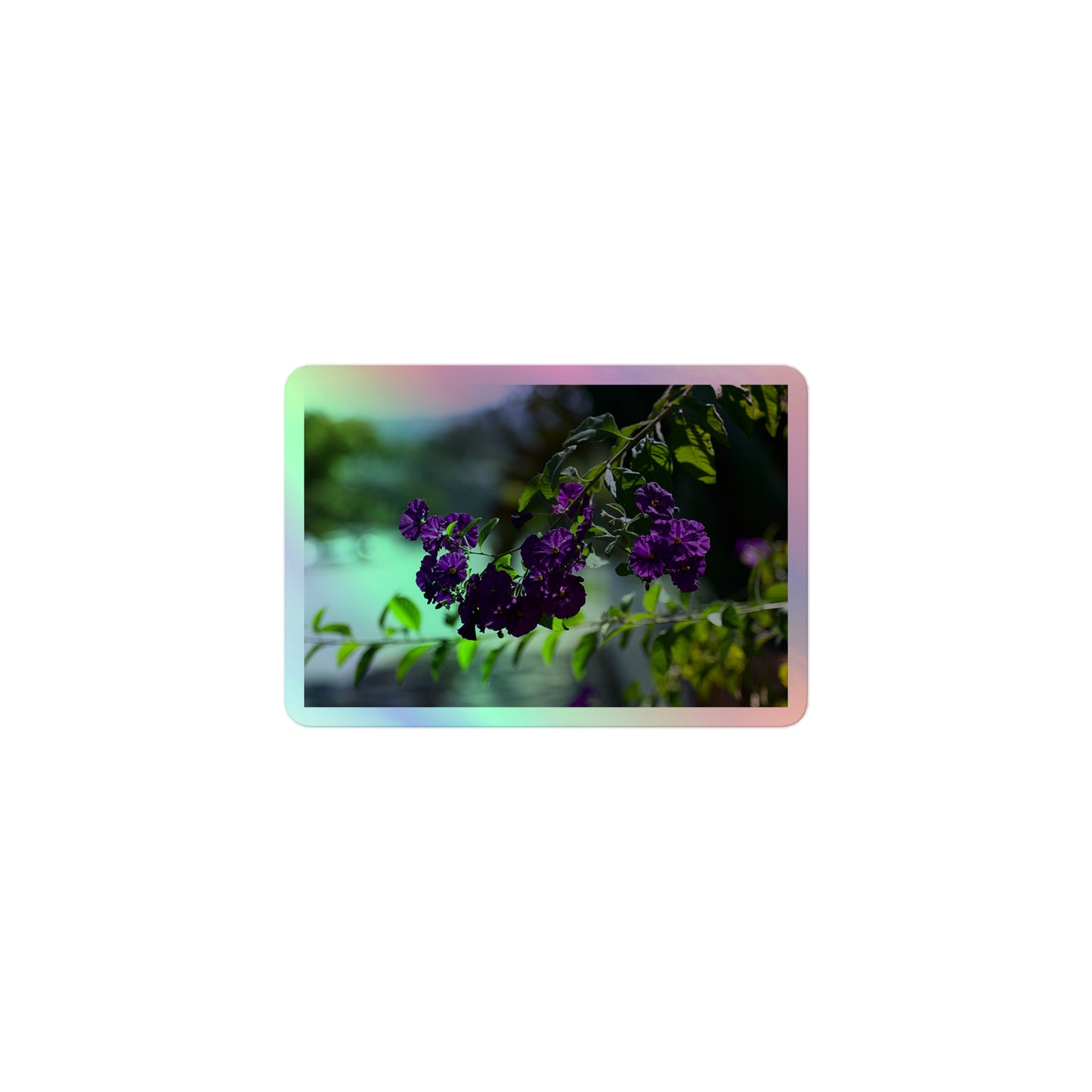 A small rectangular holographic sticker with an image of purple flowers on a tree branch.