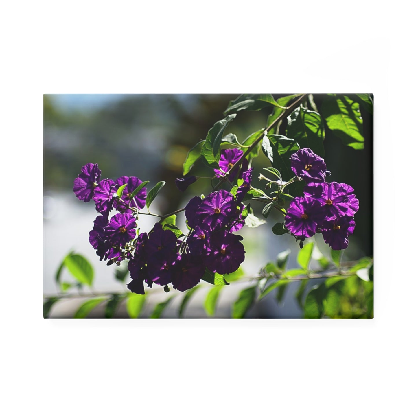 A rectangular button magnet with an image of purple potato bush blooms.