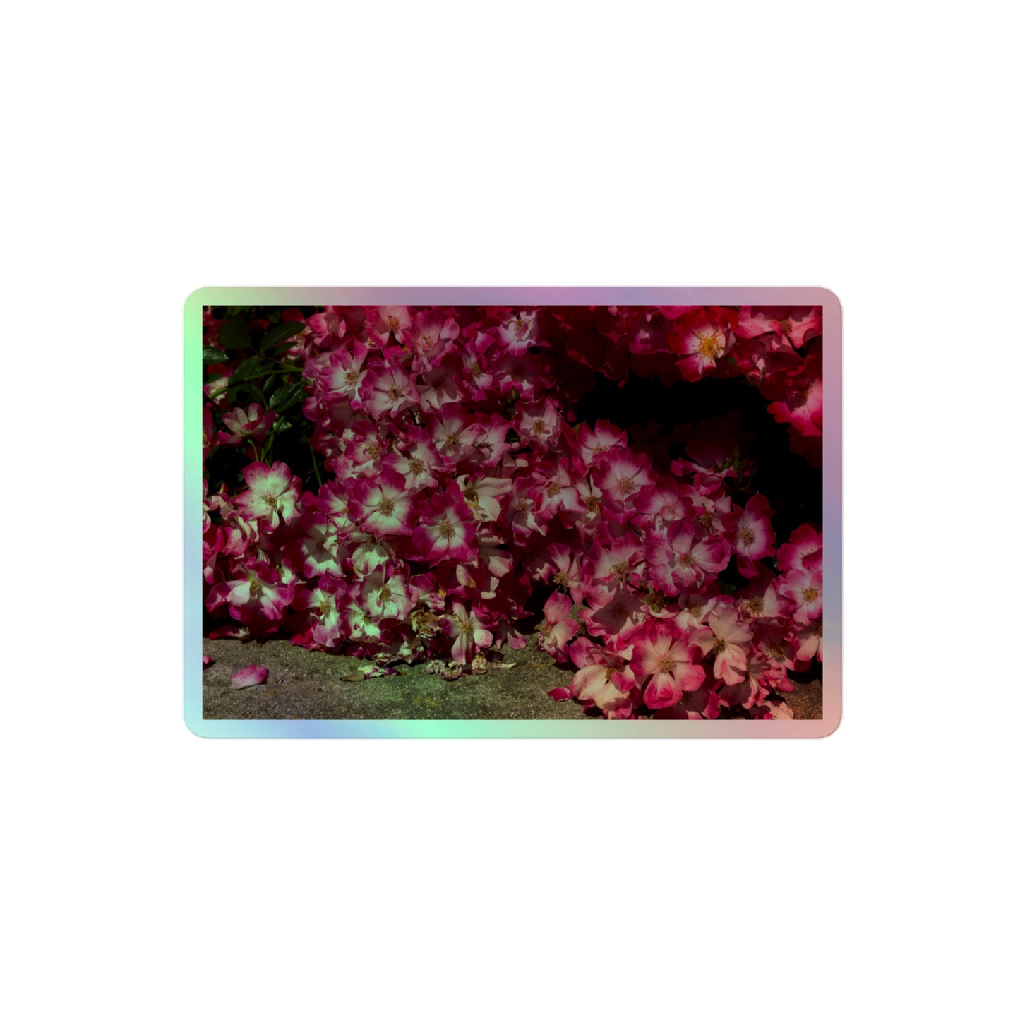 A medium rectangular holographic sticker with an image of many pink flowers with white centers.