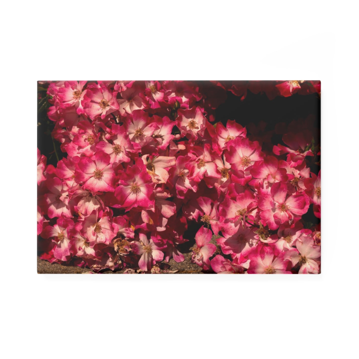 A rectangular button magnet with an image of blush pink roses cascading to the ground.
