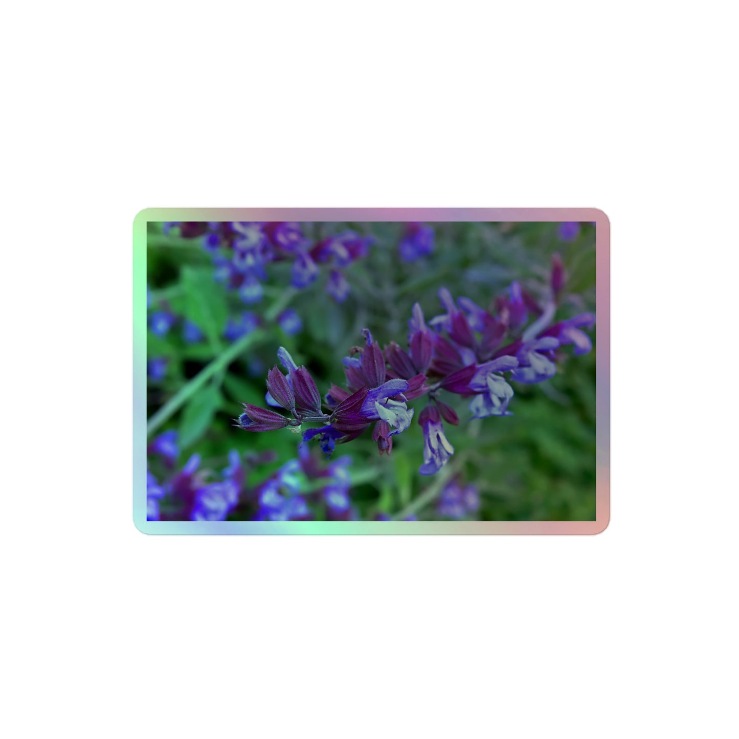 A medium rectangular holographic sticker with a close-up image of bright green purple sage with green leaves.