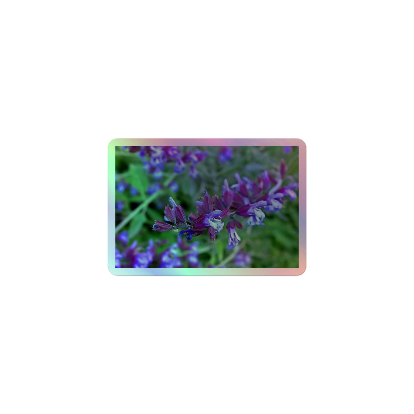 A small rectangular holographic sticker with a close-up image of bright green purple sage with green leaves.