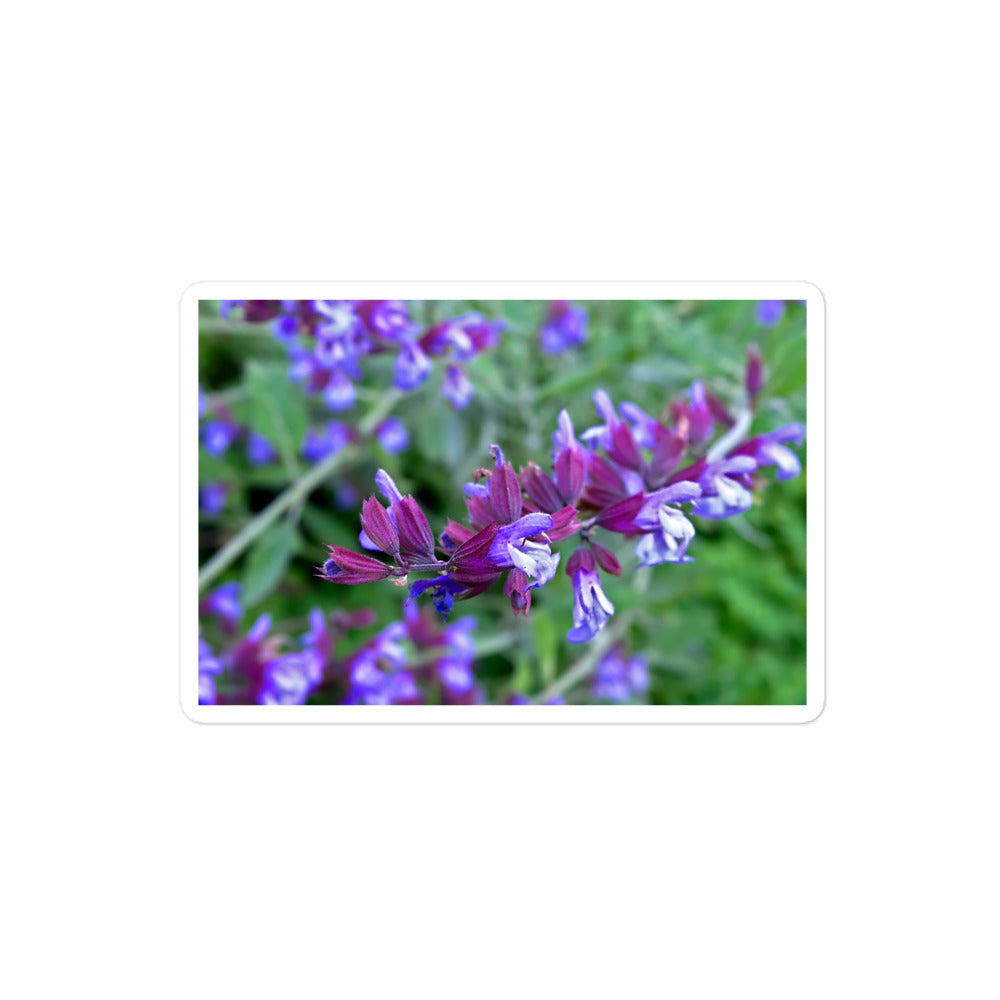 A medium rectangular vinyl sticker with a close-up image of purple sage.
