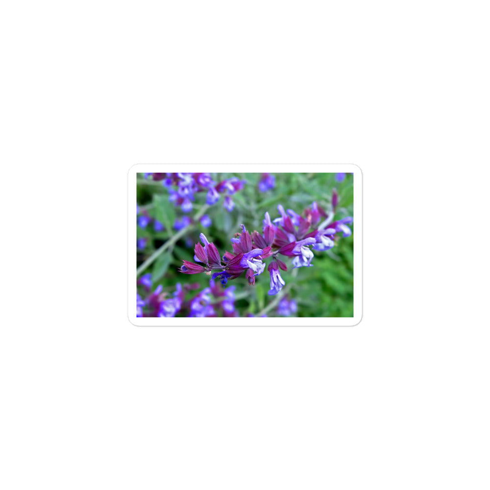 A small rectangular vinyl sticker with a close-up image of purple sage.