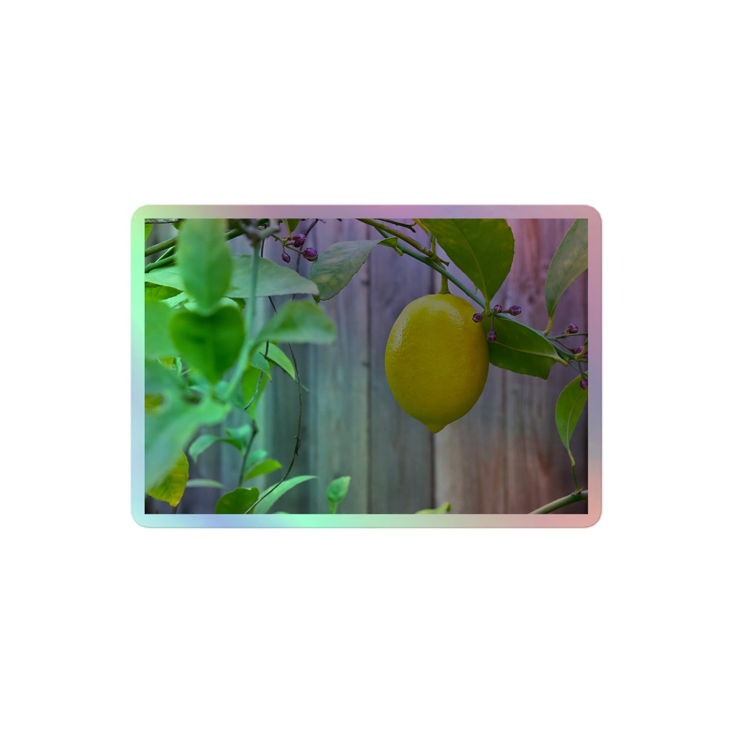 A medium rectangular holographic sticker with an image of a bright yellow lemon with green leaves and a wooden fence in the background.