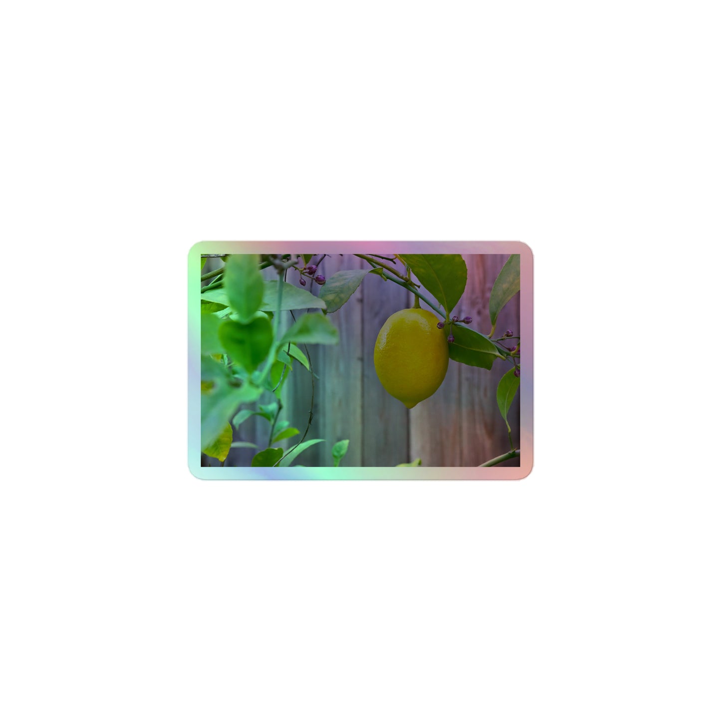 A small rectangular holographic sticker with an image of a bright yellow lemon with green leaves and a wooden fence in the background.