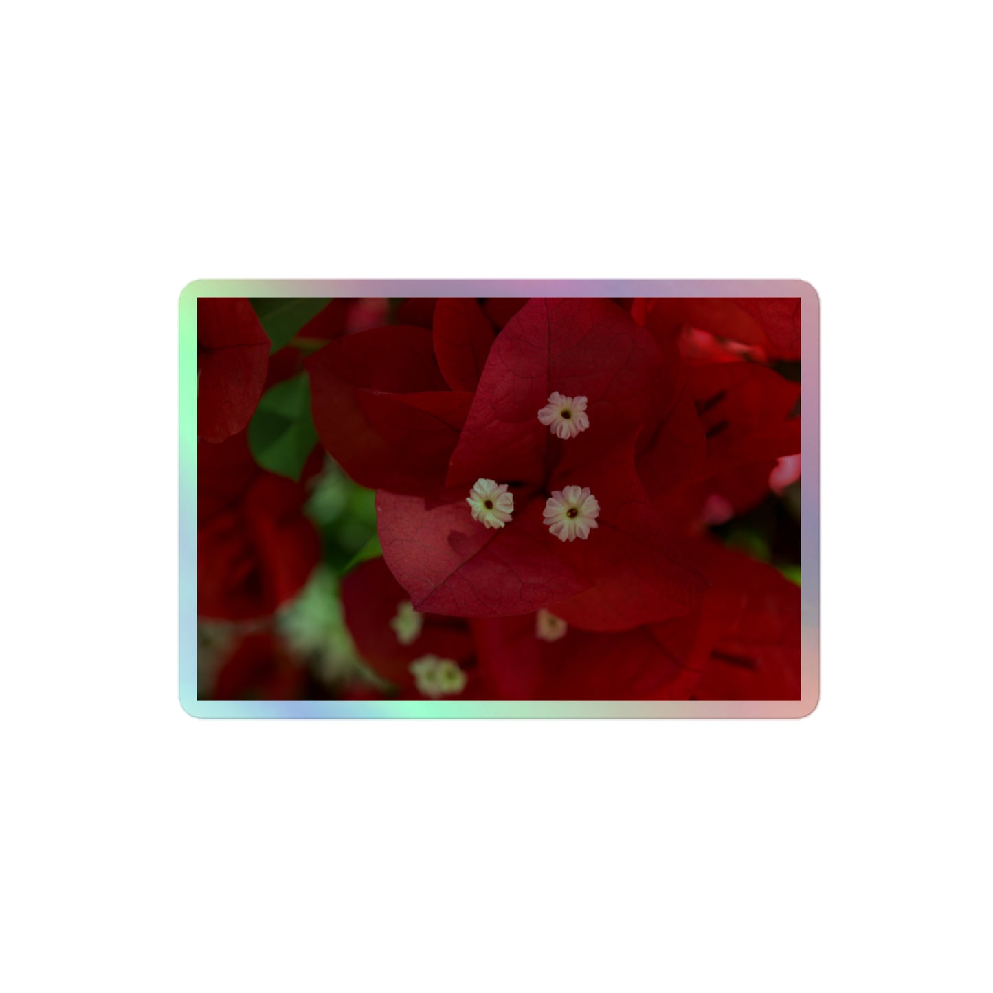 A medium rectangular holographic sticker with a close-up image of a bright red bougainvillea bloom with white stamen.