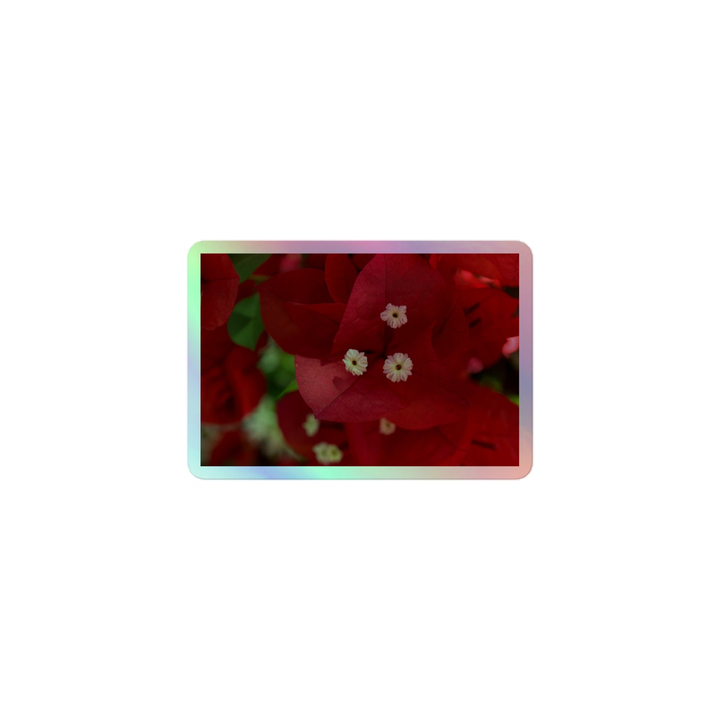 A small rectangular holographic sticker with a close-up image of a bright red bougainvillea bloom with white stamen.