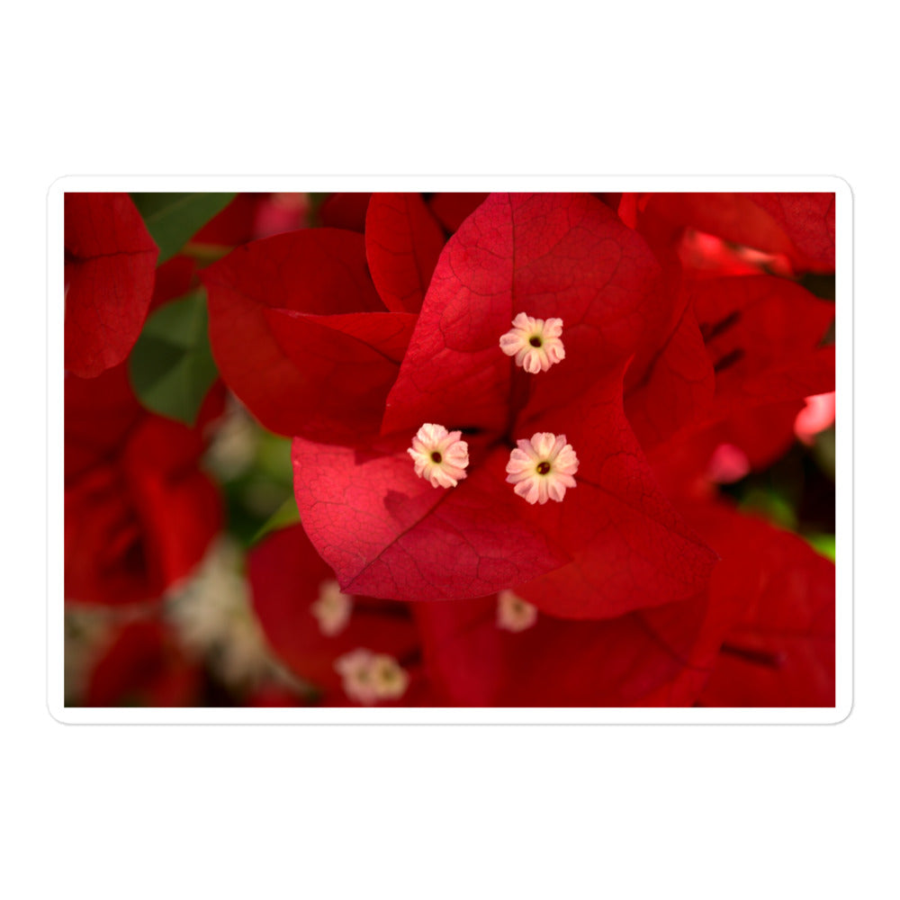 A large rectangular vinyl sticker with a close-up image of a red bougainvillea bloom.