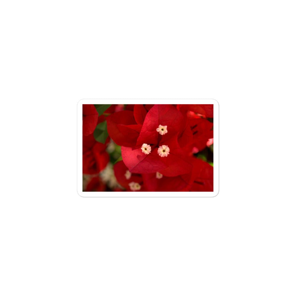 A small rectangular vinyl sticker with a close-up image of a red bougainvillea bloom.
