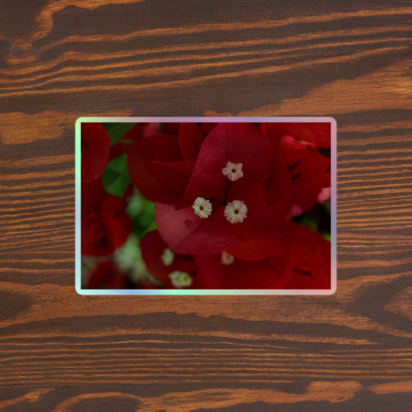Lifestyle photo of a rectangular holographic sticker with a close-up image of a bright red bougainvillea bloom with white stamen, placed on a brown wooden table surface.