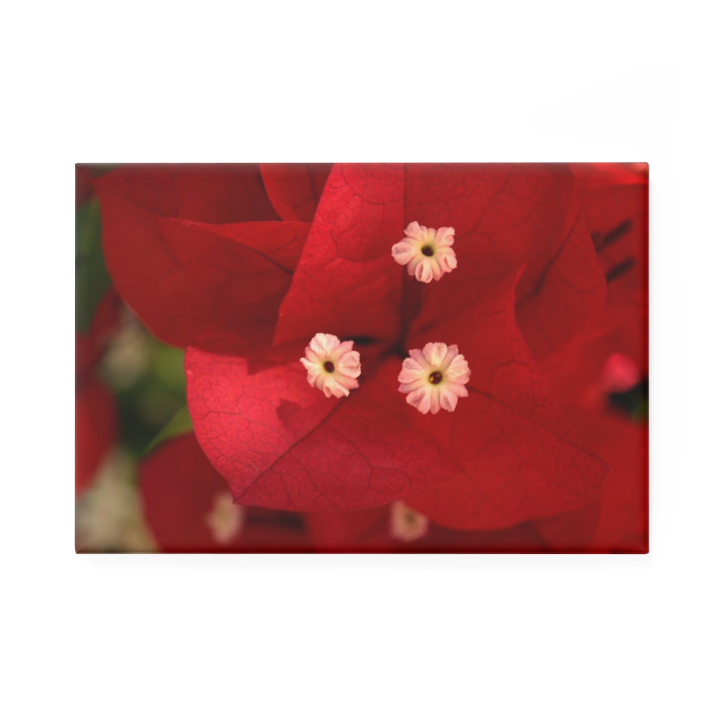 A rectangular button magnet featuring a close-up of a brilliant red Bougainvillea bloom with three small white stamen.