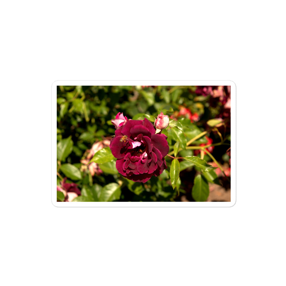 A medium rectangular vinyl sticker with an image of a dark red rose bloom and a honey bee.