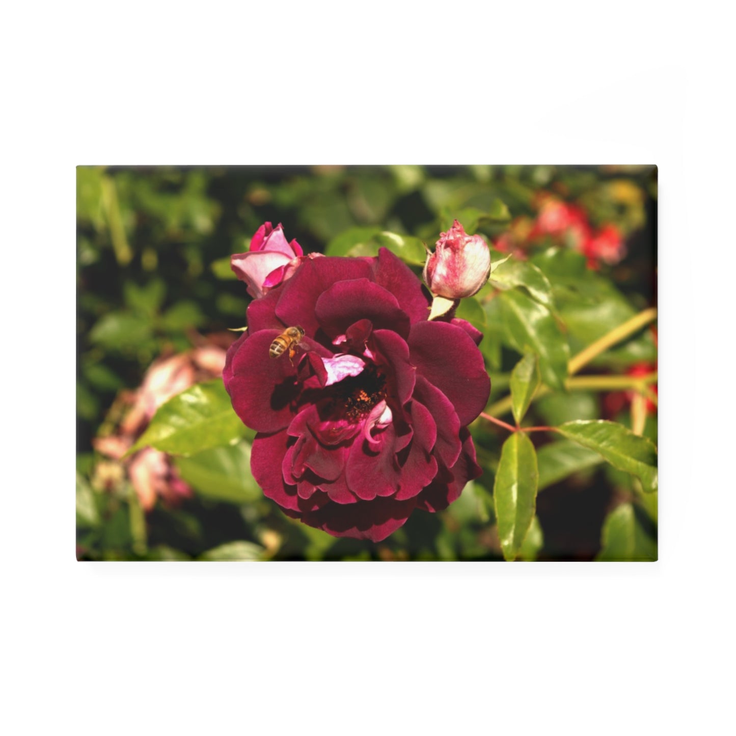 A rectangular button magnet featuring a burgundy rose bloom in a garden with a honeybee hovering over it.