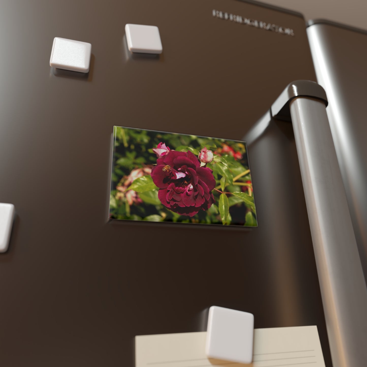 Lifestyle photo of a rectangular button magnet featuring a burgundy rose bloom in a garden with a honeybee hovering over it, placed on a fridge.