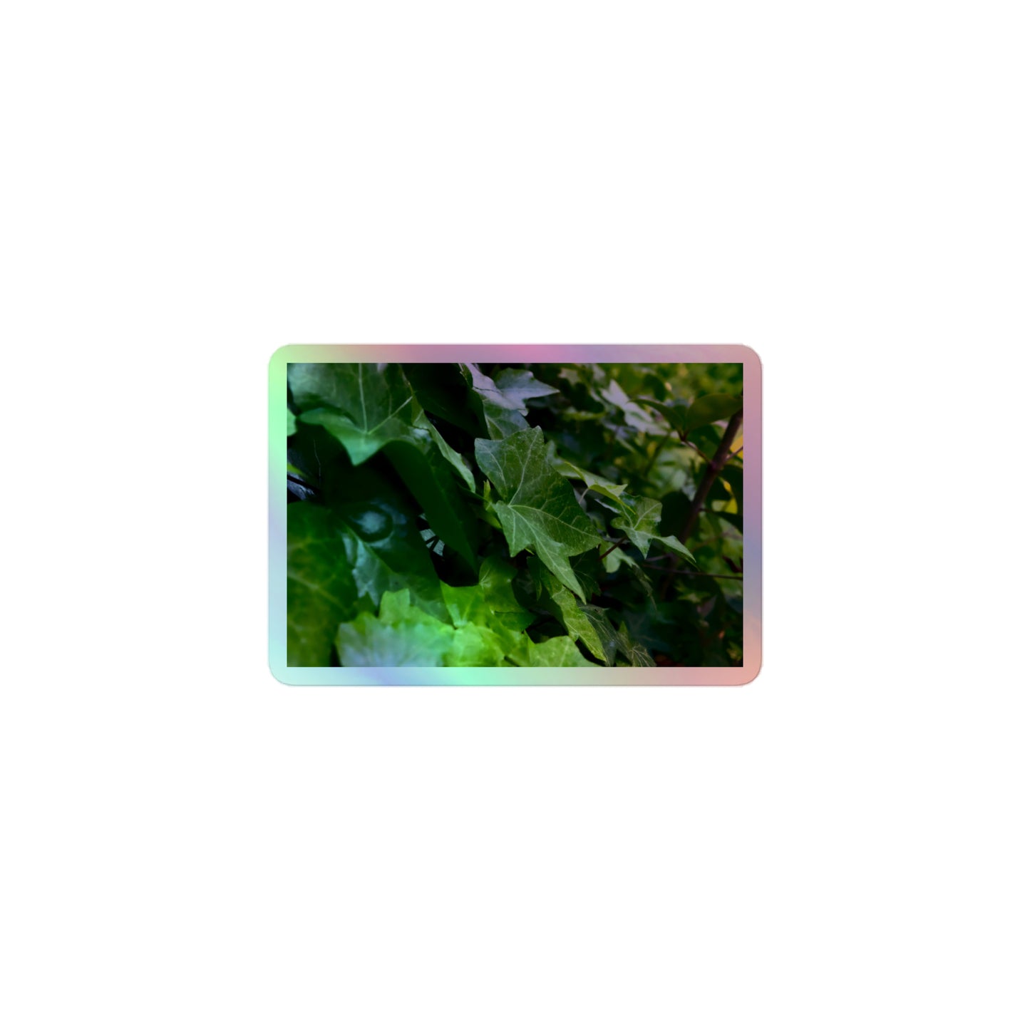 A small rectangular holographic sticker with an image of many dark green ivy leaves.