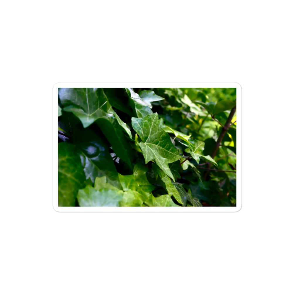A medium rectangular vinyl sticker with an image of dark green ivy leaves.