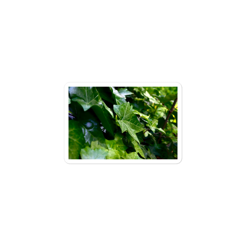 A small rectangular vinyl sticker with an image of dark green ivy leaves.