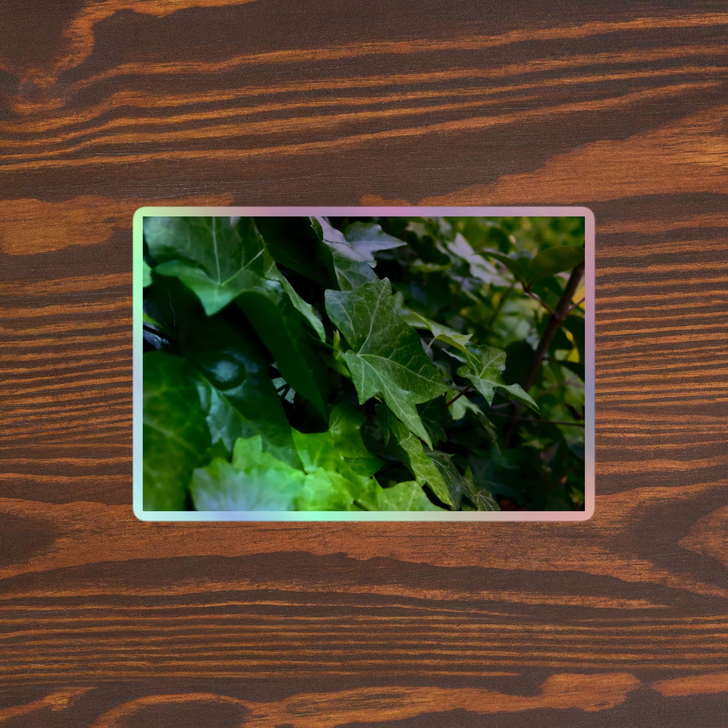 Lifestyle photo of a rectangular holographic sticker with an image of many dark green ivy leaves, placed on a brown wooden table surface.