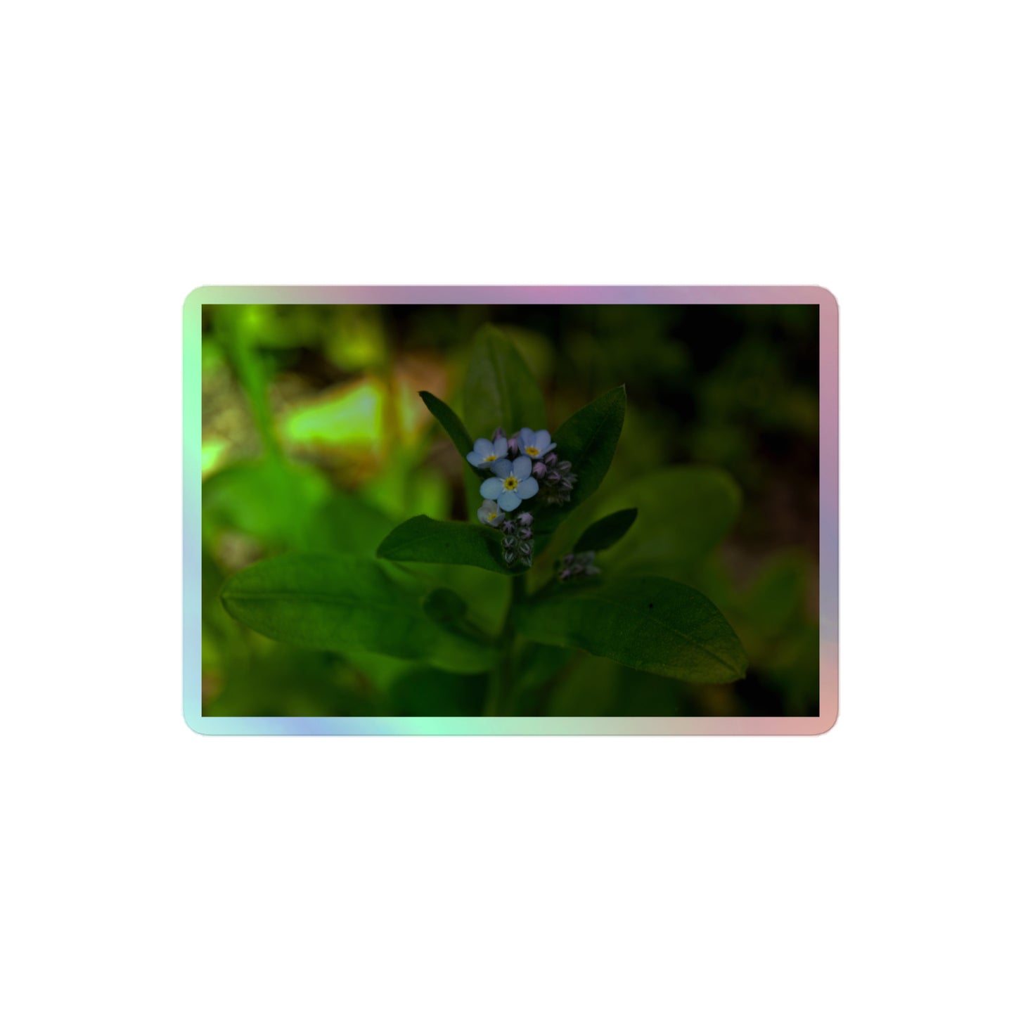 A medium rectangular holographic sticker with a close-up image of a pale blue Forget-Me-Not flower in a forest background.