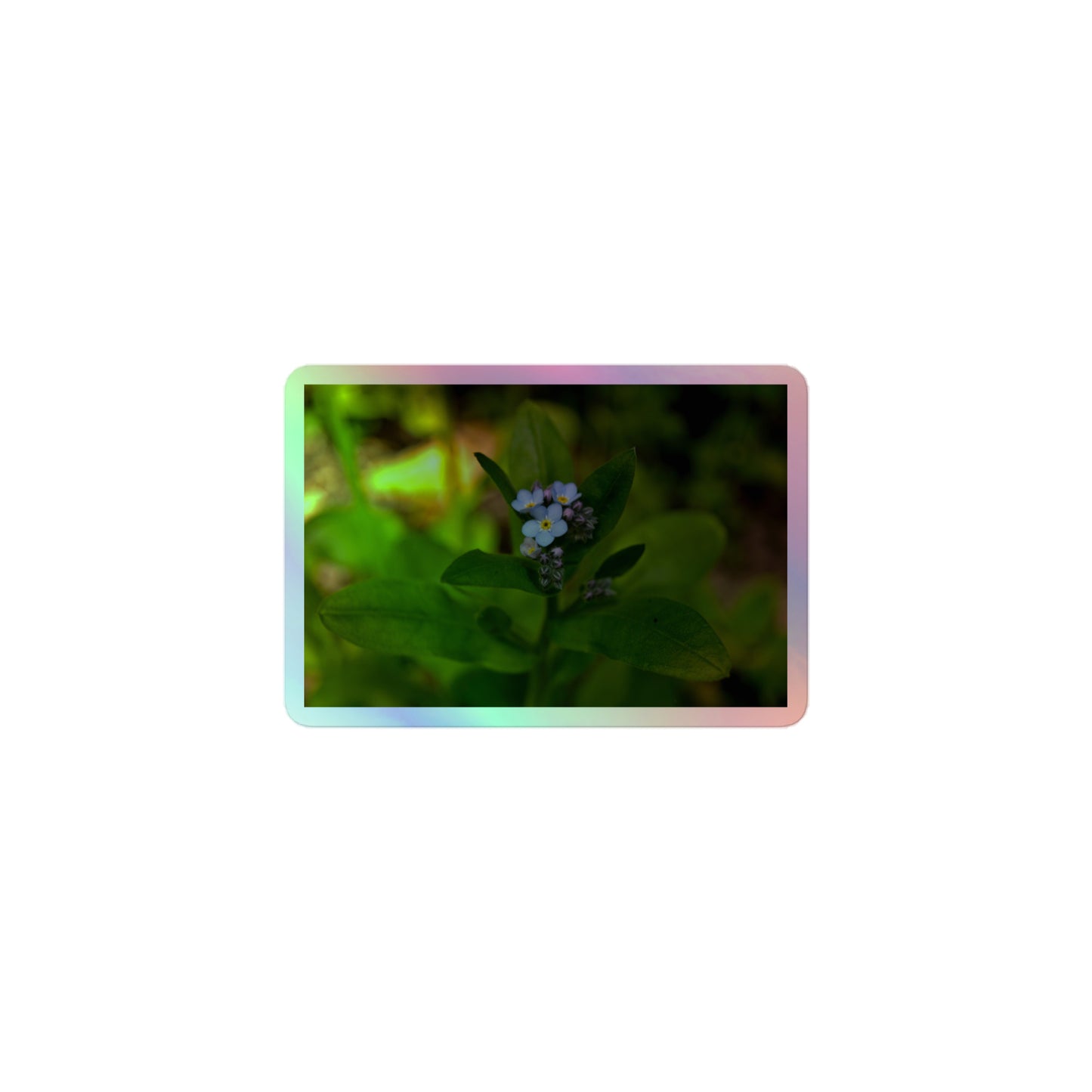 A small rectangular holographic sticker with a close-up image of a pale blue Forget-Me-Not flower in a forest background.