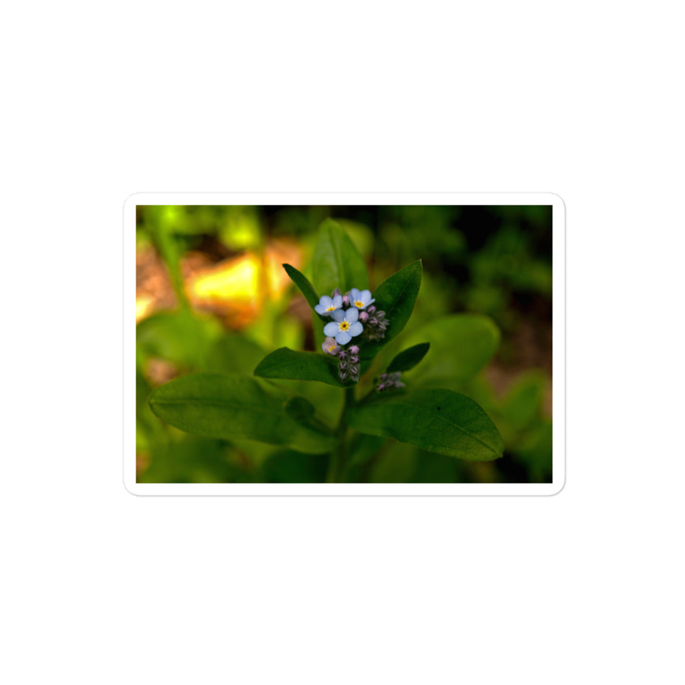 A medium rectangular vinyl sticker with an image of a light blue forget-me-not cluster.