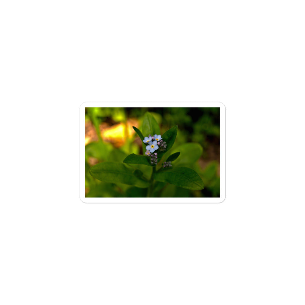 A small rectangular vinyl sticker with an image of a light blue forget-me-not cluster.