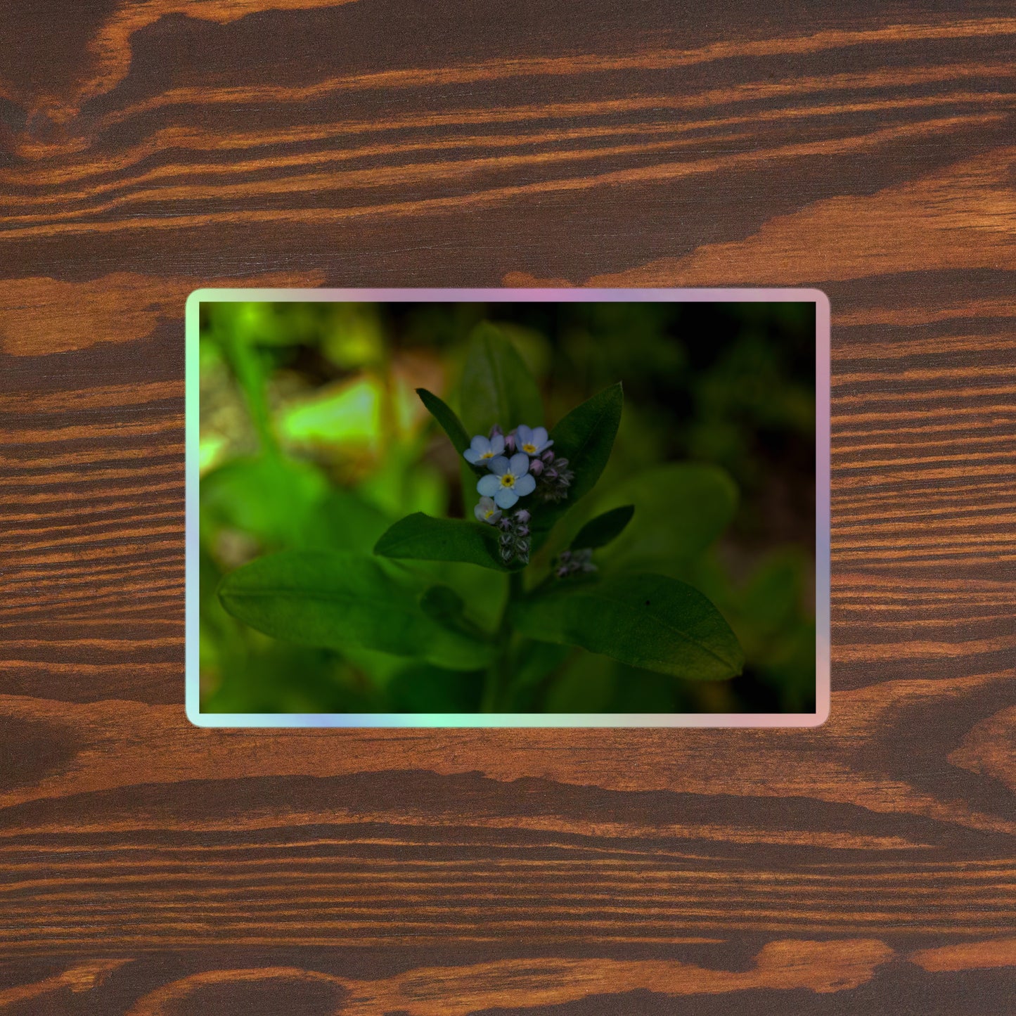 Lifestyle photo of a rectangular holographic sticker with a close-up image of a pale blue Forget-Me-Not flower in a forest background, placed on a brown wooden table surface.