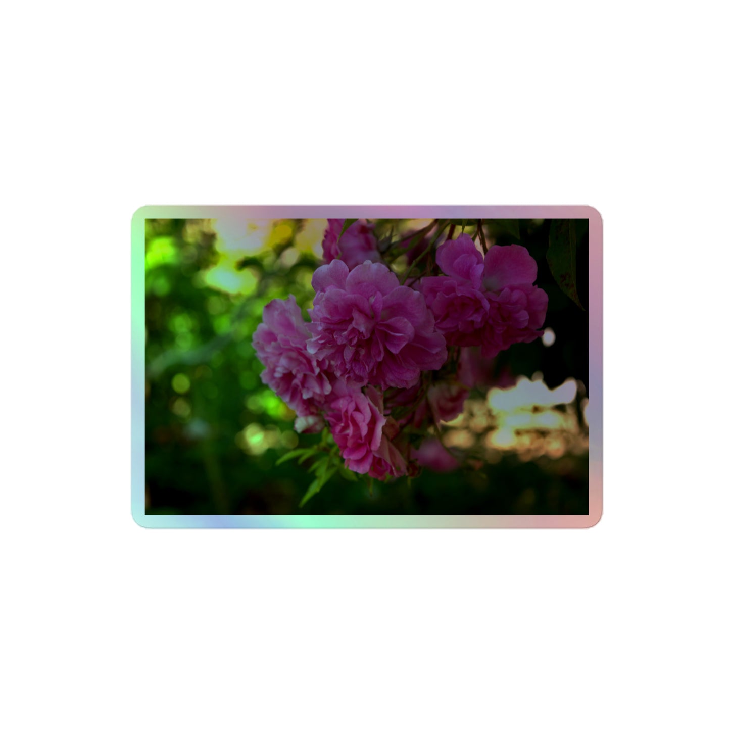 A medium rectangular holographic sticker with an image of pink rose blooms in a garden.