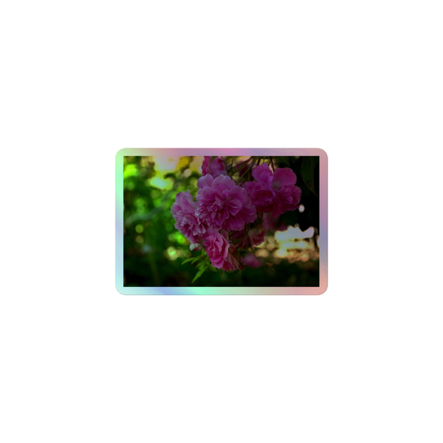 A small rectangular holographic sticker with an image of pink rose blooms in a garden.