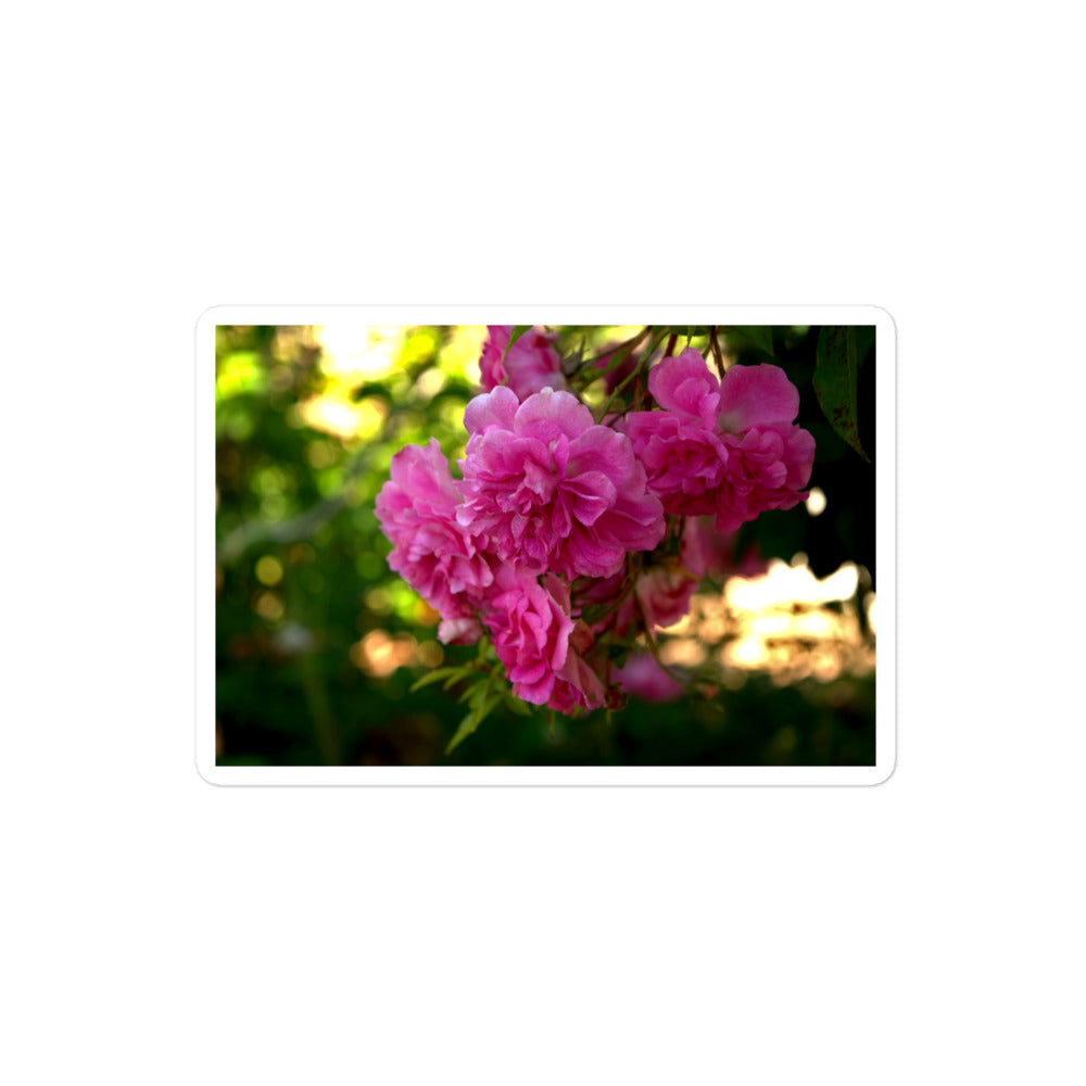 A medium rectangular vinyl sticker with an image of bright pink roses in a garden.