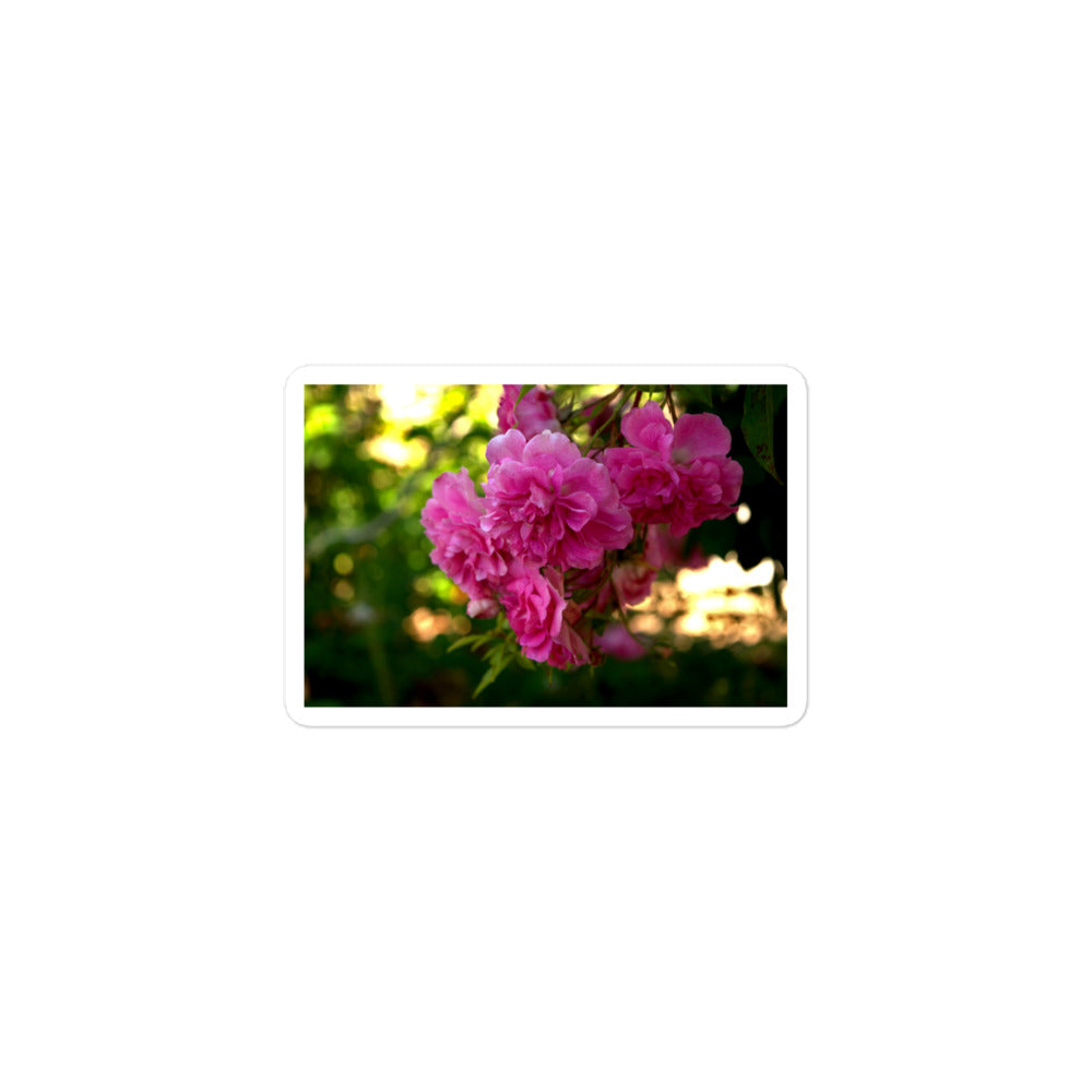 A small rectangular vinyl sticker with an image of bright pink roses in a garden.