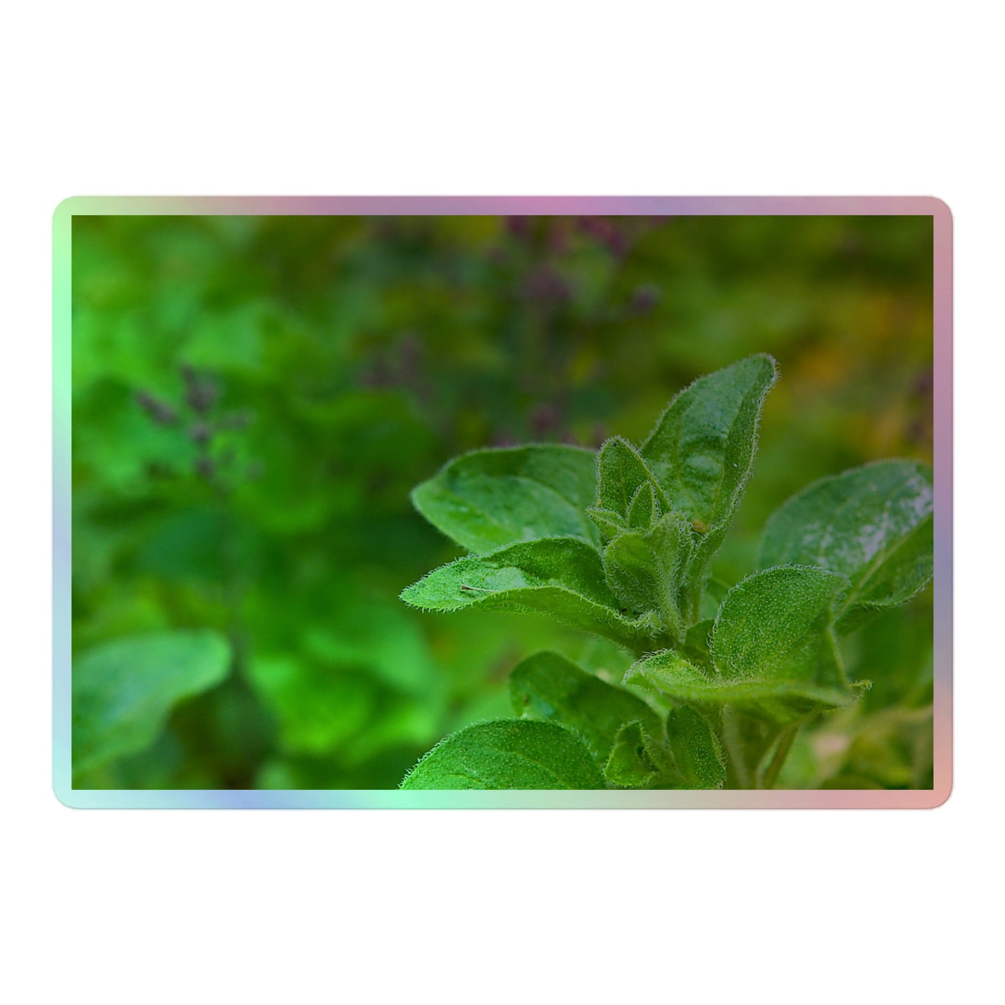 A large rectangular holographic sticker with a close-up image of an oregano sprig in a garden.