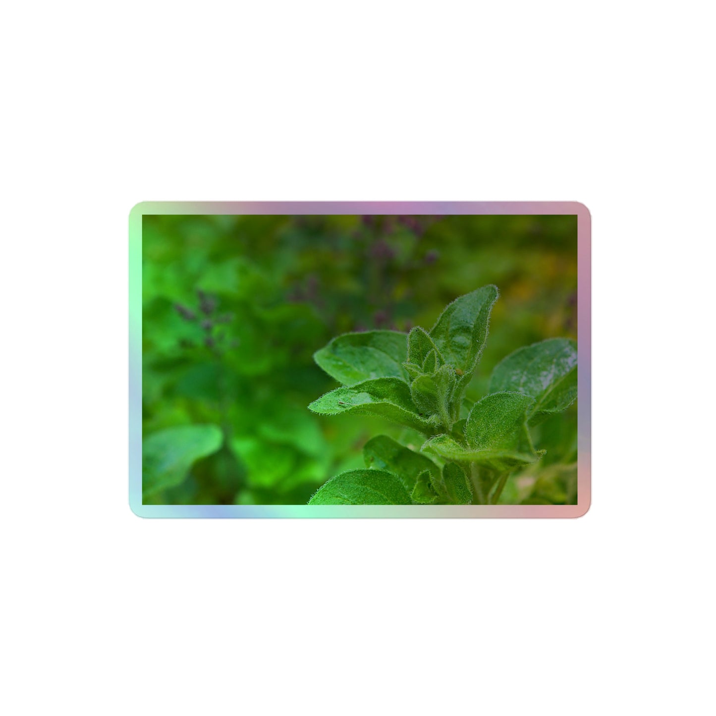 A medium rectangular holographic sticker with a close-up image of an oregano sprig in a garden.