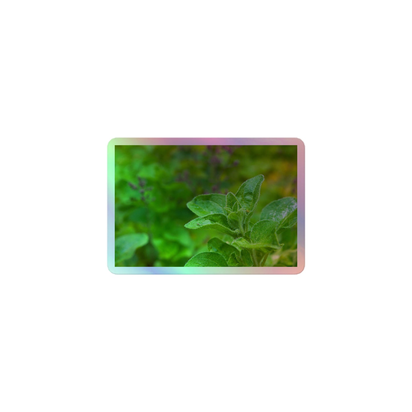 A small rectangular holographic sticker with a close-up image of an oregano sprig in a garden.