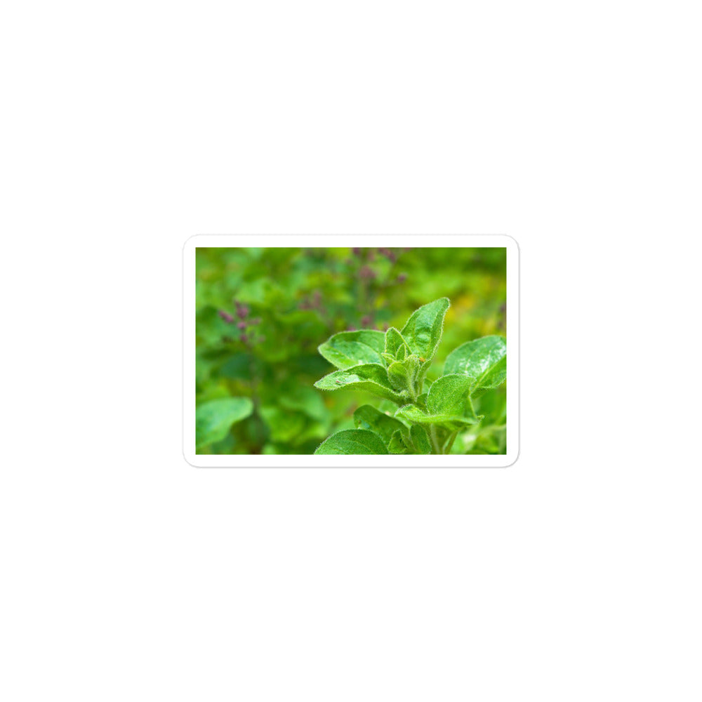 A small rectangular vinyl sticker with an image of an oregano sprig in an herb garden.