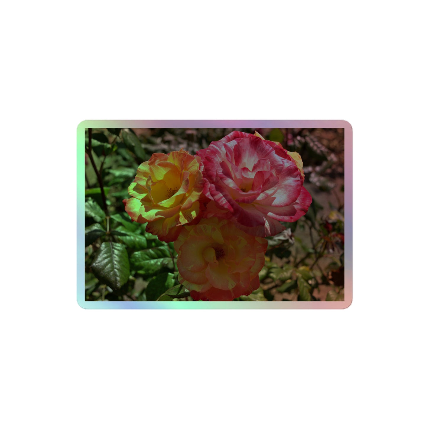 A medium rectangular holographic sticker with a close-up image of three pink and yellow multicolored roses.