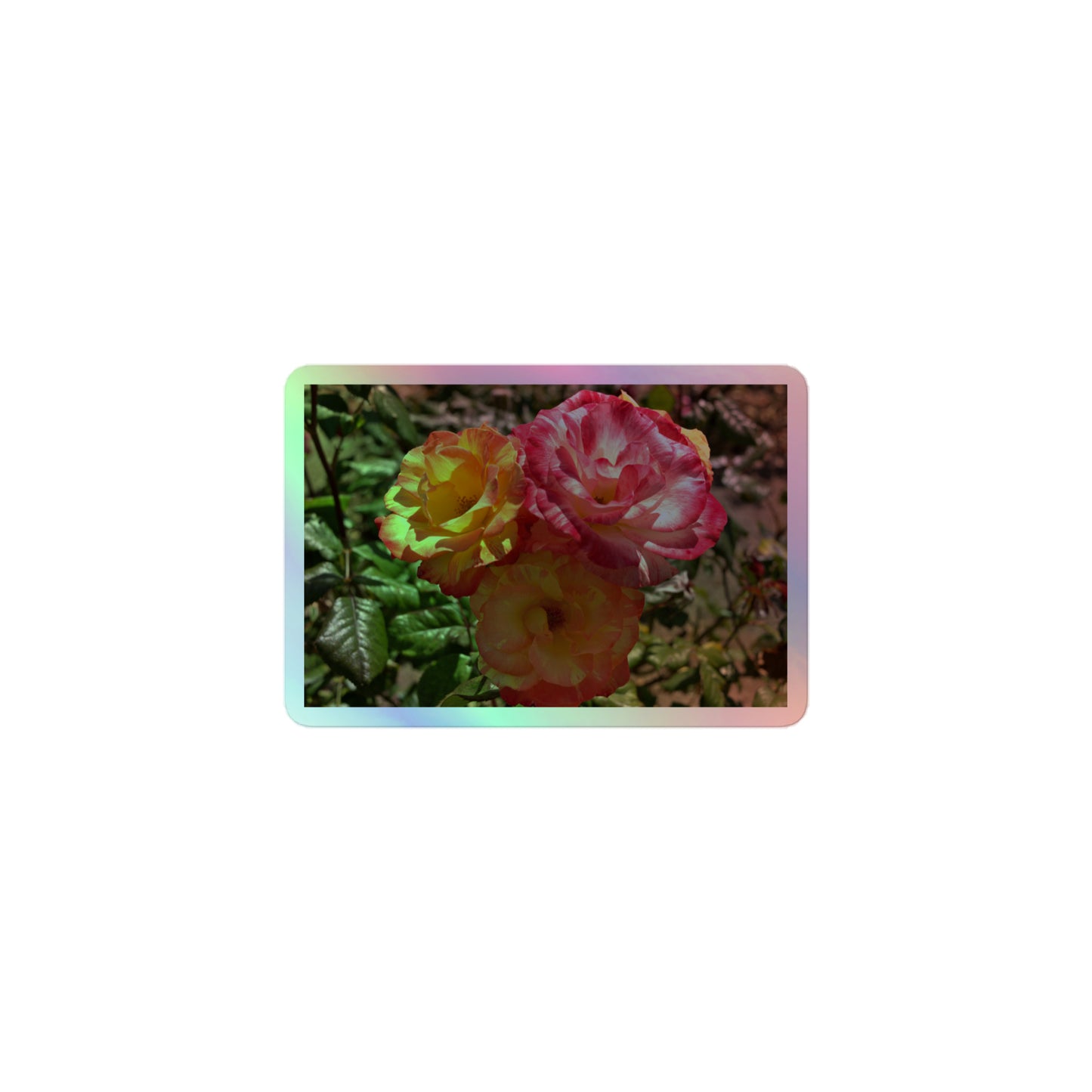 A small rectangular holographic sticker with a close-up image of three pink and yellow multicolored roses.