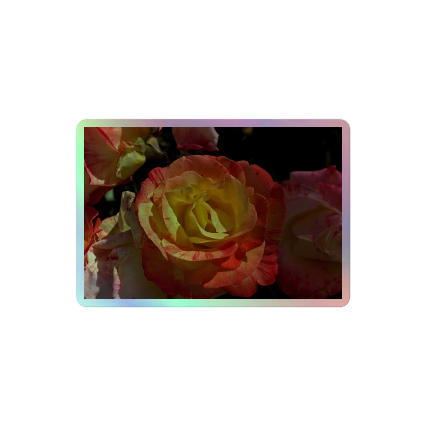 A medium rectangular holographic sticker with a close-up image of pink, yellow and white roses.
