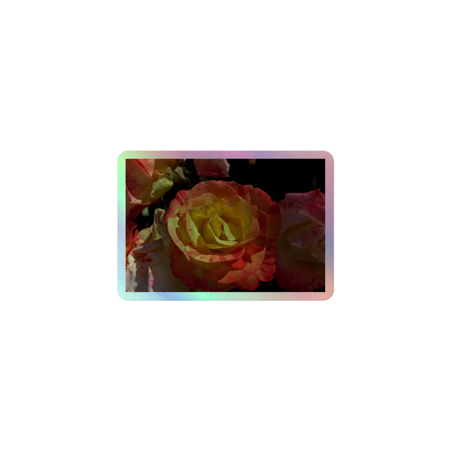 A small rectangular holographic sticker with a close-up image of pink, yellow and white roses.