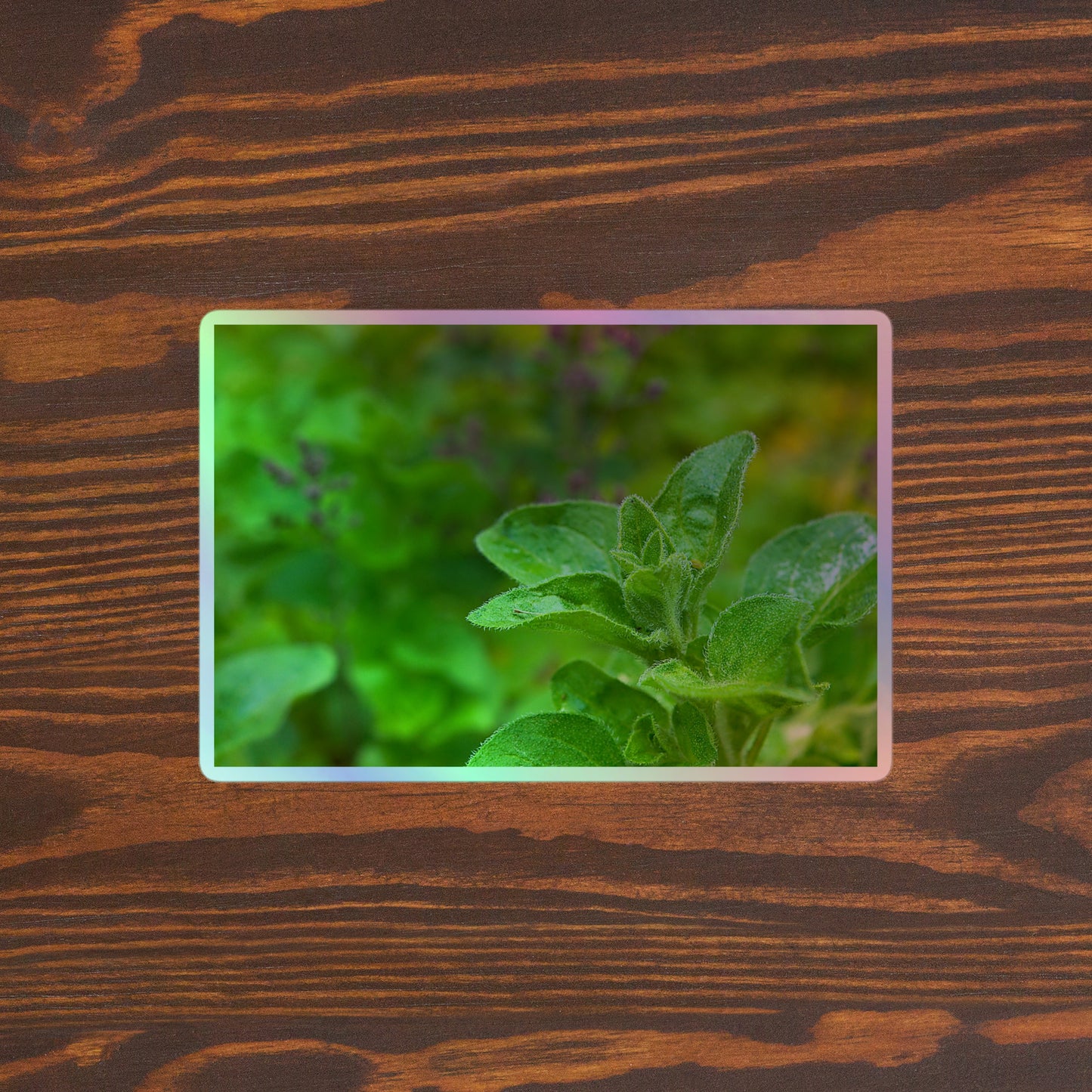 Lifestyle photo of a rectangular holographic sticker with a close-up image of an oregano sprig in a garden, placed on a brown wooden table surface.