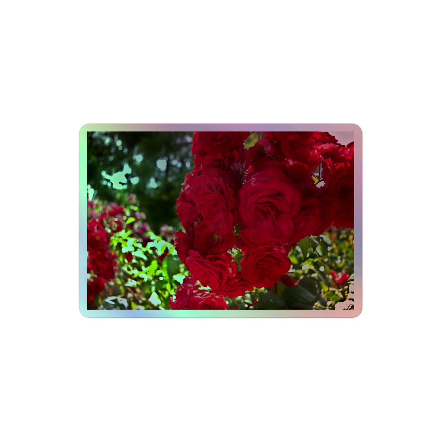 A medium rectangular holographic sticker with an image of a cluster of vivid red roses.