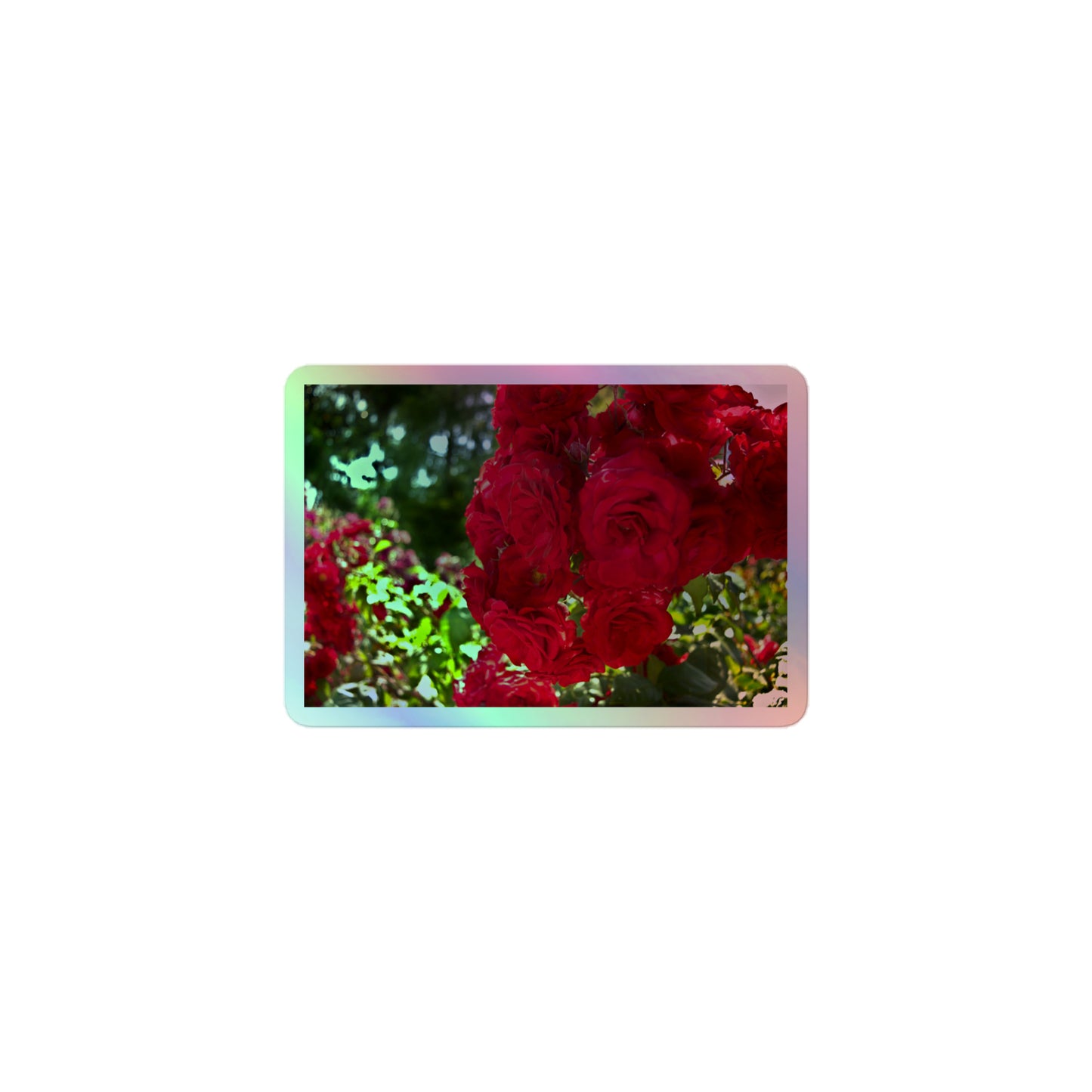 A small rectangular holographic sticker with an image of a cluster of vivid red roses.