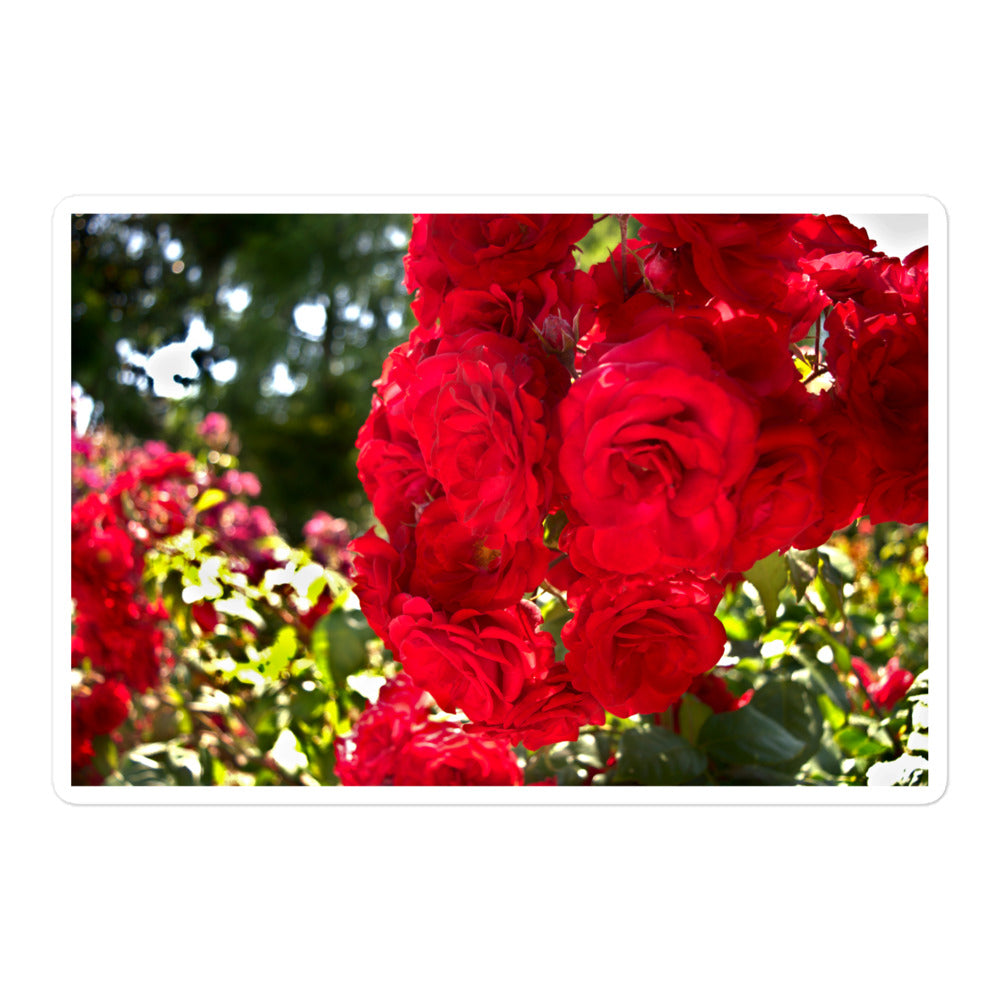 A large rectangular vinyl sticker with an image of bright red roses in a garden.