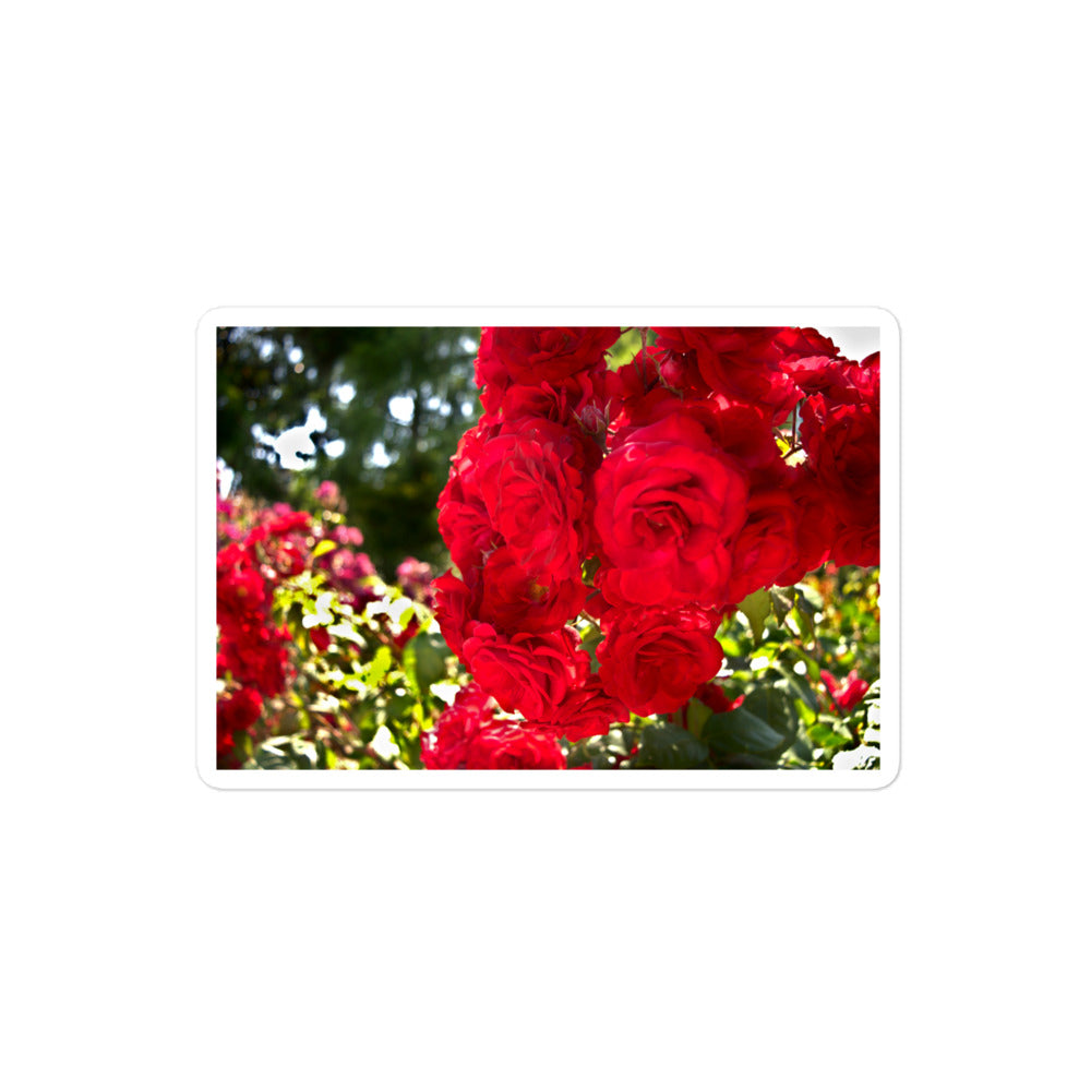 A medium rectangular vinyl sticker with an image of bright red roses in a garden.