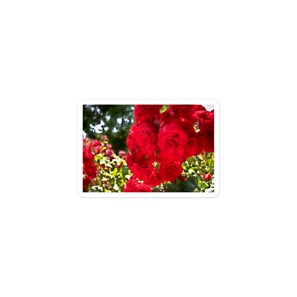 A small rectangular vinyl sticker with an image of bright red roses in a garden.